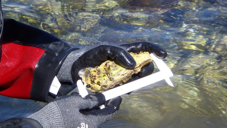 Measurement of oysters